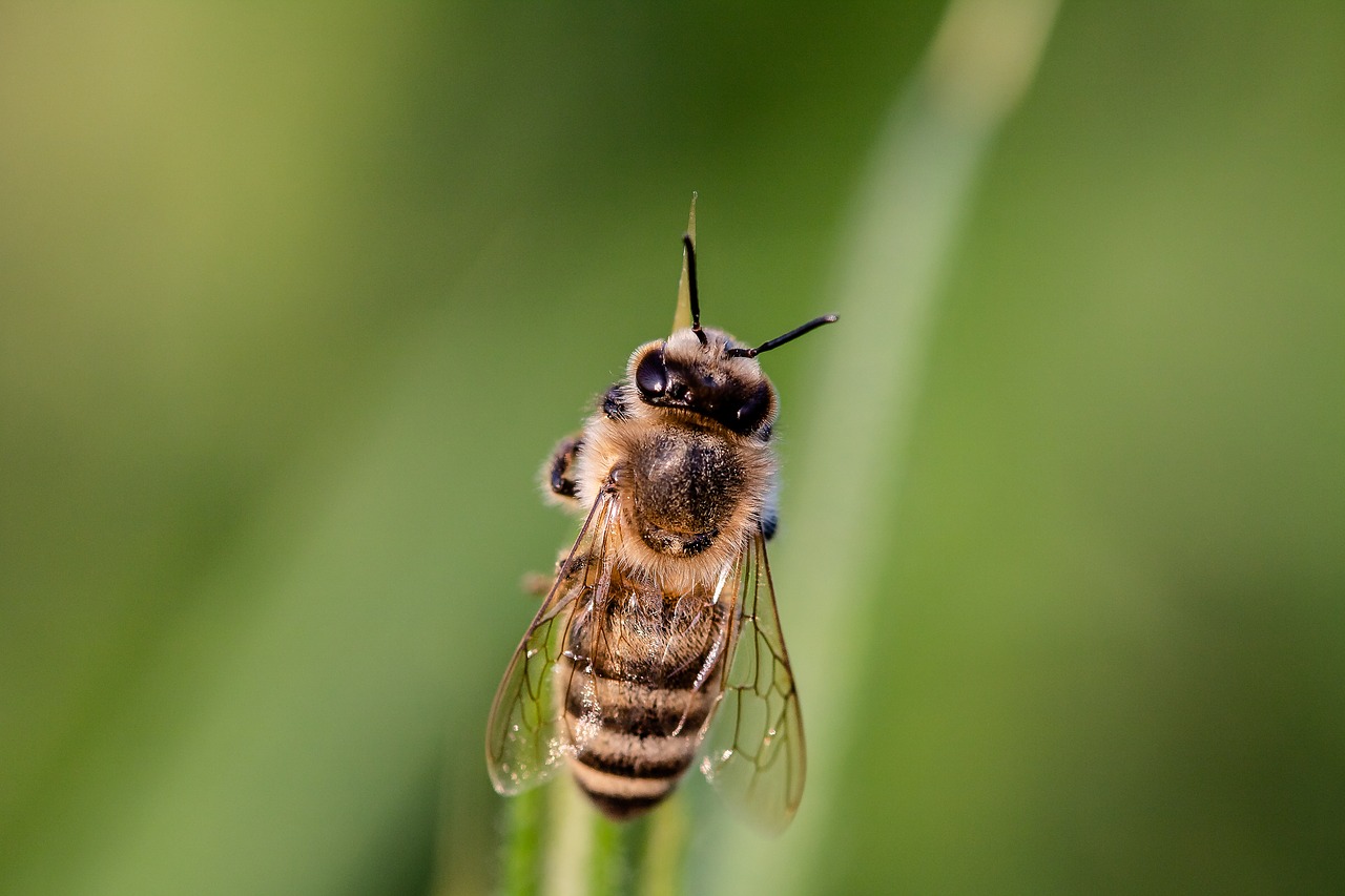 Obrzęk po ukąszeniu przez owady – charakterystyka